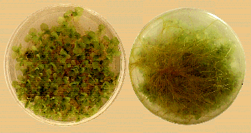 Root tropism in C-Fern